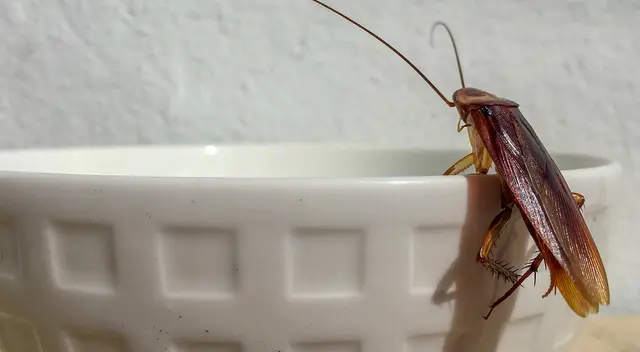 Conoce el desagradable motivo por el que no deberías pisarlas. Conoce el desagradable motivo por el que no deberías pisarlas.