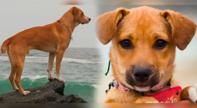 ‘Vaguito’ nos la narra la historia de un perroque se queda esperando a su dueño.