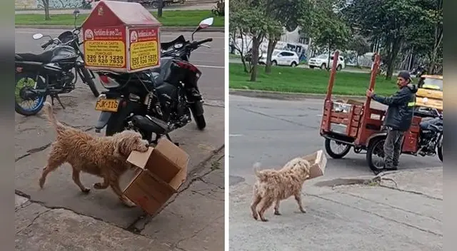 Perrito ayuda a su dueño a juntar cajitas de cartón y es viral en TikTok