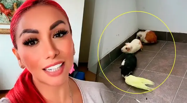 Deysi Araujo feliz tras llevar a sus cuyes a su nuevo depa. Deysi Araujo feliz tras llevar a sus cuyes a su nuevo depa.