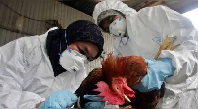 OMS confirma la primera muerte humana en el mundo por gripe aviar A H5N2 en México.