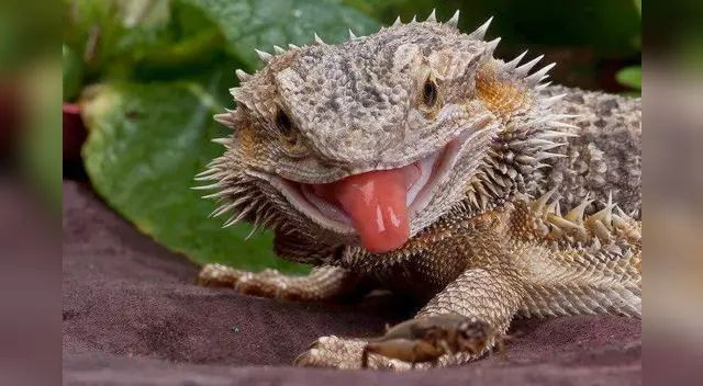 Coloca un recipiente para que beba agua y cámbialo dos veces al día.