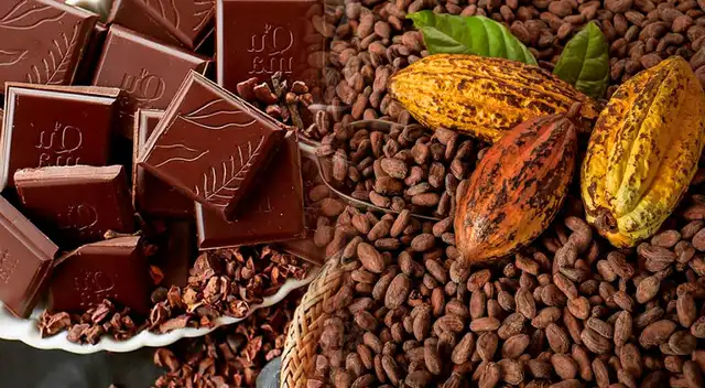 Cacao es una planta milenaria que se creía que su origen estaba en México, pero estudio de ADN revela otro país.