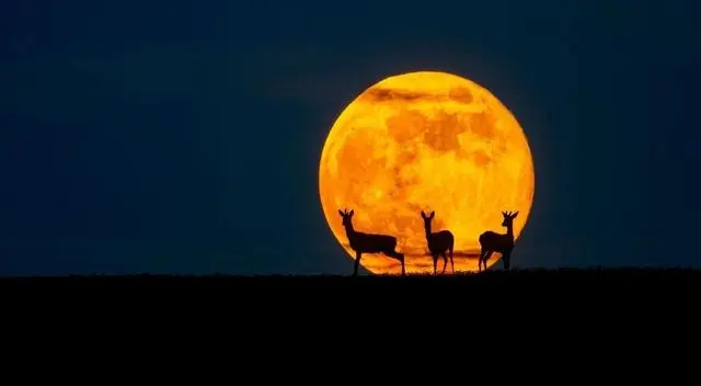 Luna de Ciervo 2024: conoce cuándo, a qué hora y dónde ver el fenómeno astronómico de julio. Luna de Ciervo 2024: conoce cuándo, a qué hora y dónde ver el fenómeno astronómico de julio.