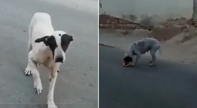 Una perrita engañó a todos con una cojera.