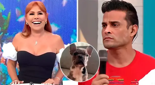 Magaly Medina se burla de Karla Tarazona y Christian Domínguez por adoptar perrito: "Lo llaman ‘Pochito’, igual que él" Magaly Medina se burla de Karla Tarazona y Christian Domínguez por adoptar perrito: "Lo llaman ‘Pochito’, igual que él"