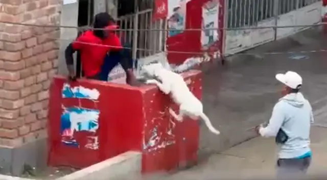 Hombre soltó a su perro pitbull quien mordió al extranjero.