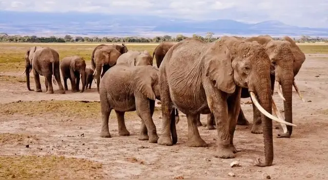 Sacrificarán a 200 elefantes para combatir escasez de alimentos por la peor sequía que vive África