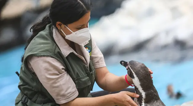 El Parque de las Leyendas anunció sus nuevas ofertas laborables en su convocatoria CAS para octubre 2024 El Parque de las Leyendas anunció sus nuevas ofertas laborables en su convocatoria CAS para octubre 2024