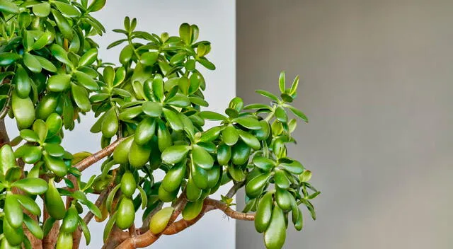 planta de jade