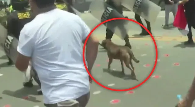 Perrito a compaña la marcha desde Pro.