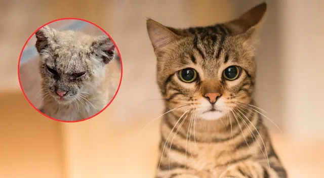 La vía principal de contagio para los gatos es a través de los mordiscos.