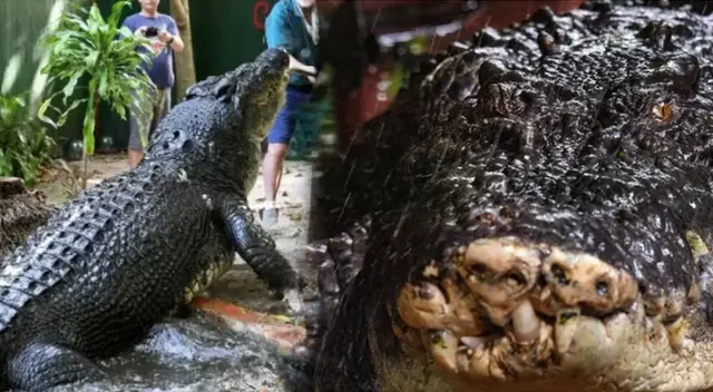 El cocodrilo que pesaba más de una tonelada murió en Australia.