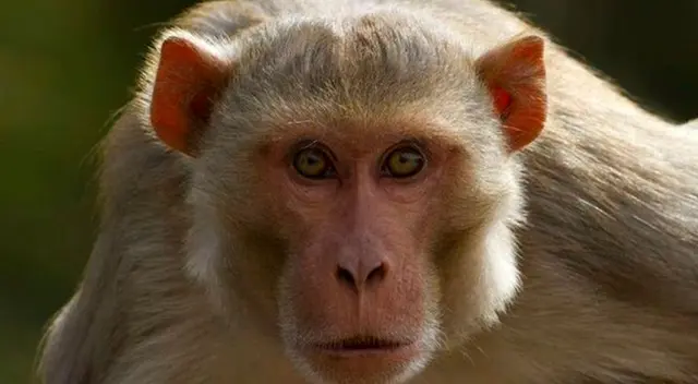 Monos rhesus logran escapar de laboratorio científico. Monos rhesus logran escapar de laboratorio científico.