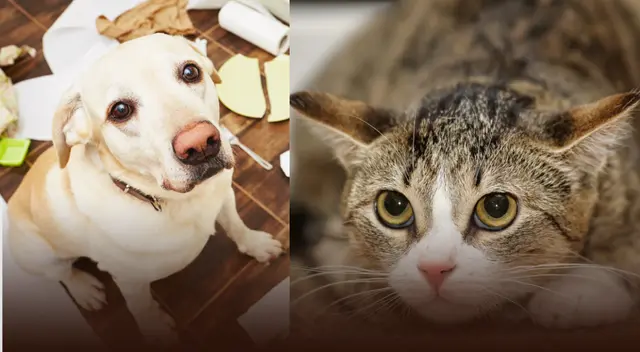 Compartir tiempo con tu engreído mejora su estabilidad emocional. Compartir tiempo con tu engreído mejora su estabilidad emocional.