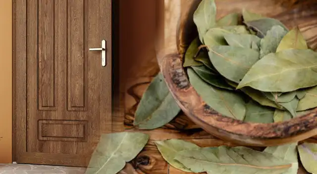 Las hojas de la planta de laurel tiene aceites esenciales que emiten un aroma particular.