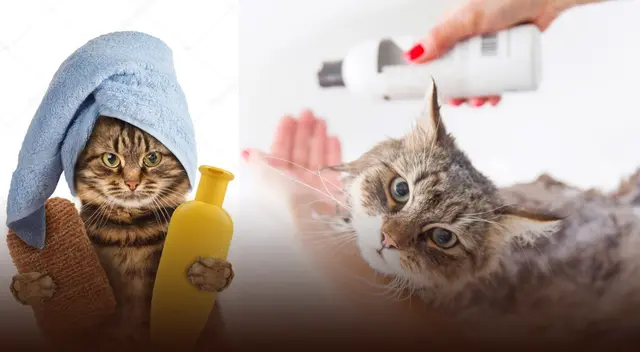 Recuerda usar productos dermatológicos en la piel de tu gato.