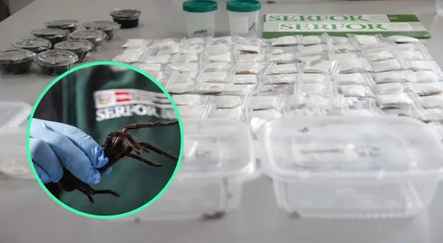 Serfor recuperó las tarántulas que un ciudadano coreano intentaba transportar a su país Serfor recuperó las tarántulas que un ciudadano coreano intentaba transportar a su país