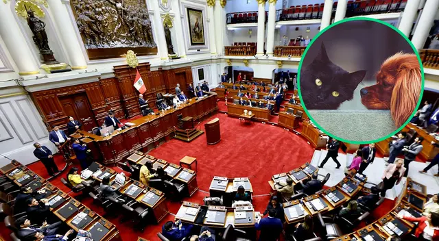 Propuesta busca dar licencia compensable para trabajadores por el fallecimiento de sus mascotas. Propuesta busca dar licencia compensable para trabajadores por el fallecimiento de sus mascotas.