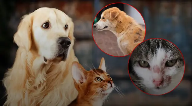 La limpieza y desinfección son escenciales para la prevención. La limpieza y desinfección son escenciales para la prevención.