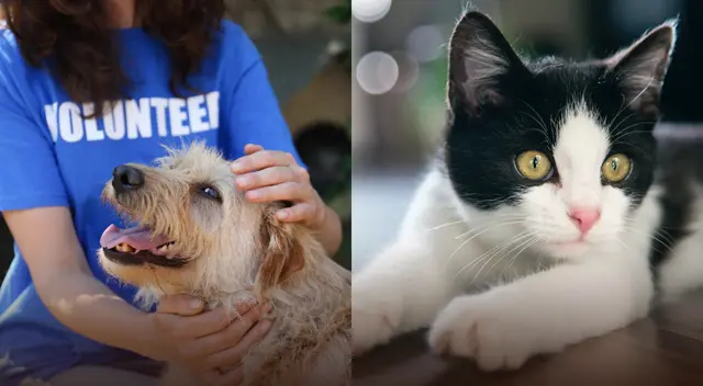 Recuerda que esta acción conlleva compromiso y responsabilidad. Recuerda que esta acción conlleva compromiso y responsabilidad.