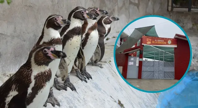 El costo de la pensión del reconocido colegio de Lima Norte que cuenta con su propio zoológico es de S/595.