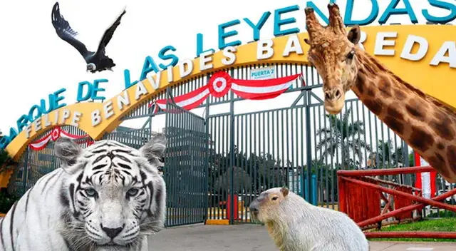 Solo un grupo de personas podrá ingresar gratuitamente al Parque de las Leyendas. Solo un grupo de personas podrá ingresar gratuitamente al Parque de las Leyendas.