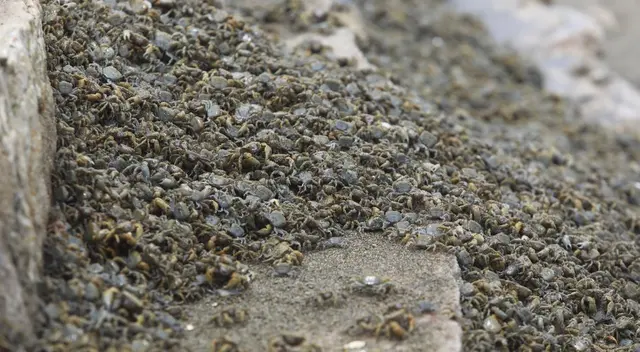 Una gran cantidad de cangrejos aparecen en la playa Herradura en Chorrillos y deja sin palabras a los visitantes.