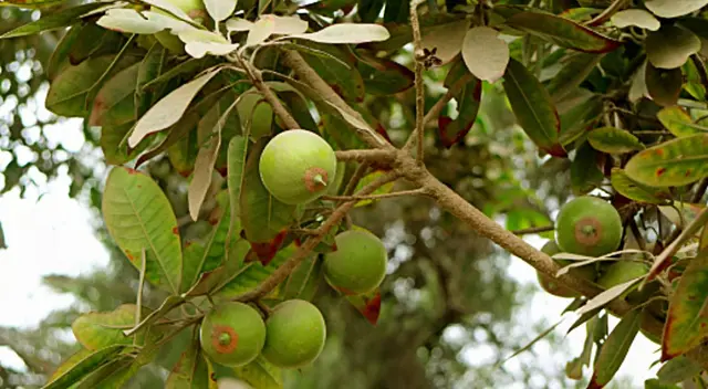 Esta fruta en la época colonial no era del gusto de los españoles, pero hoy es una de las favoritas