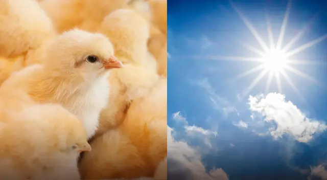 Señales como el no comer o debilidan indican un golpe de calor.