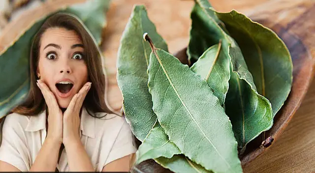 ¿Sabías que esta hoja tiene propiedades antiinflamatorias? Conoce sus beneficios y las mejores formas de usarla.