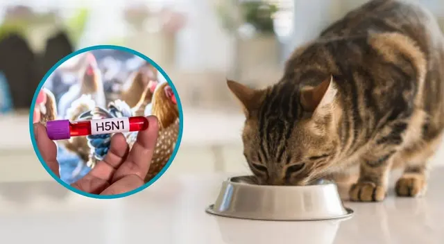 La FDA de Estados Unidos anunció el retiro voluntario de una famosa comida para gatos.