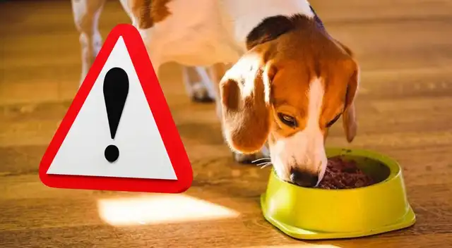 Una marca de alimentos para animales ha sido señalada por falta de nutrientes esenciales en Estados Unidos. Una marca de alimentos para animales ha sido señalada por falta de nutrientes esenciales en Estados Unidos.