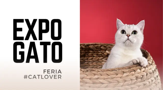 Los asistentes podrán visitar el Catio un espacio único para interactuar con los gatitos en adopción.