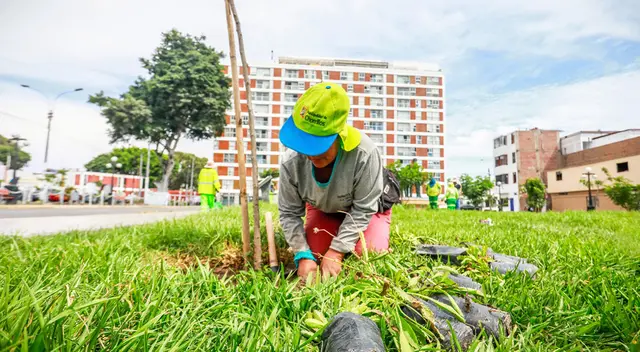 Chorrillos se consolida como el líder en arborización