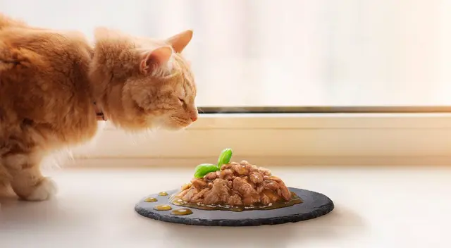 Conoce qué alimente para gatos se viene retirando del mercado. Conoce qué alimente para gatos se viene retirando del mercado.