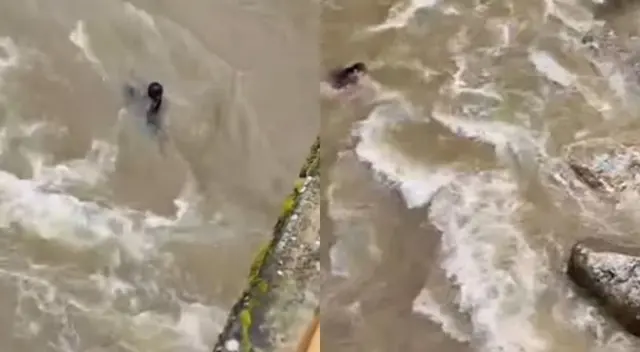 Una joven madre de 24 años y su hijo de ocho años perdieron la vida tras ser arrastrados en el río Chonta, en Cajamarca.