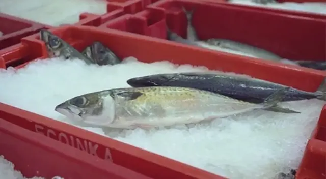 Opciones marinas más nutritivas y accesibles