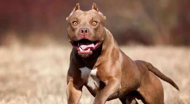 pitbull pitbull
