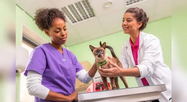 Se resalta que más de 10,000 Médicos Veterinarios Zootecnistas en Perú contribuyen al desarrollo sanitario del país.