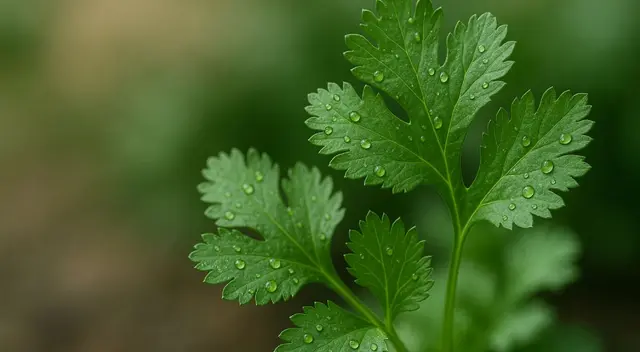 El culantro tienes grandes aportes para la salud que tal vez desconocías. El culantro tienes grandes aportes para la salud que tal vez desconocías.
