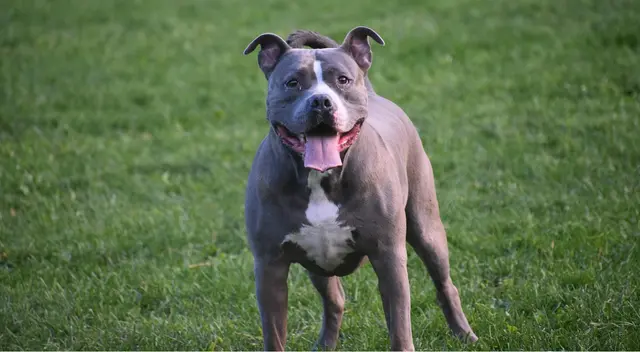 Sanción ejemplar multan con S12 mil a dueña de pitbull por ataque a vecina. Sanción ejemplar multan con S12 mil a dueña de pitbull por ataque a vecina.