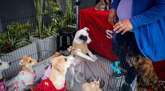 SuperPet lanza su 4ta Jornada Nacional de Adopciones en Perú.