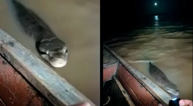 Boa aparece en el río Ucayali y pone a temblar a pescadores.