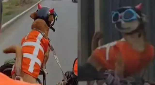 Una motociclista peruana se volvió viral en TikTok al mostrar a su perrito con chaleco reglamentario, ganándose el cariño de miles por su gesto responsable y creativo en TikTok.