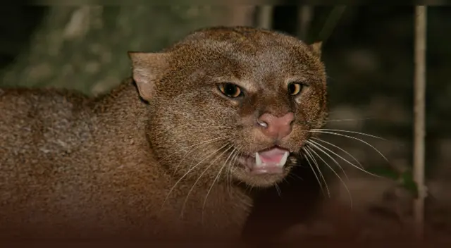 Podría haber sobrevivido especie desaparecida hace décadas. Podría haber sobrevivido especie desaparecida hace décadas.