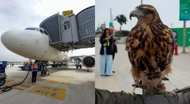 Halcón y gavilanes vigilan el nuevo aeropuerto Jorge Chávez.