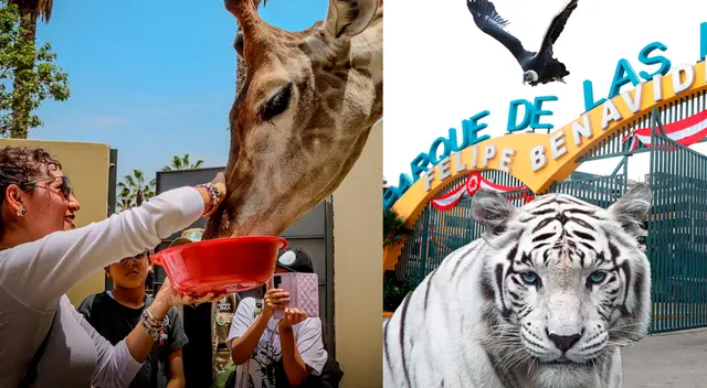 Conoce quiénes podrán ingresar gratis al Parque de las Leyendas este 07 de junio.