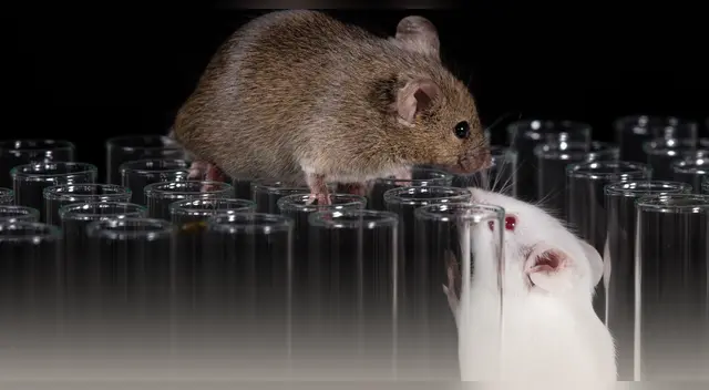 ¿Dieta o destino? La alimentación prenatal que logró cambiar el sexo biológico en crías de ratones.