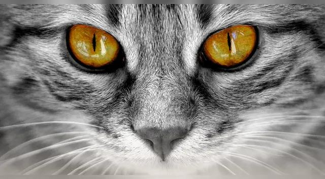 La ciencia lo confirma: los gatos son una obra maestra de la evolución.